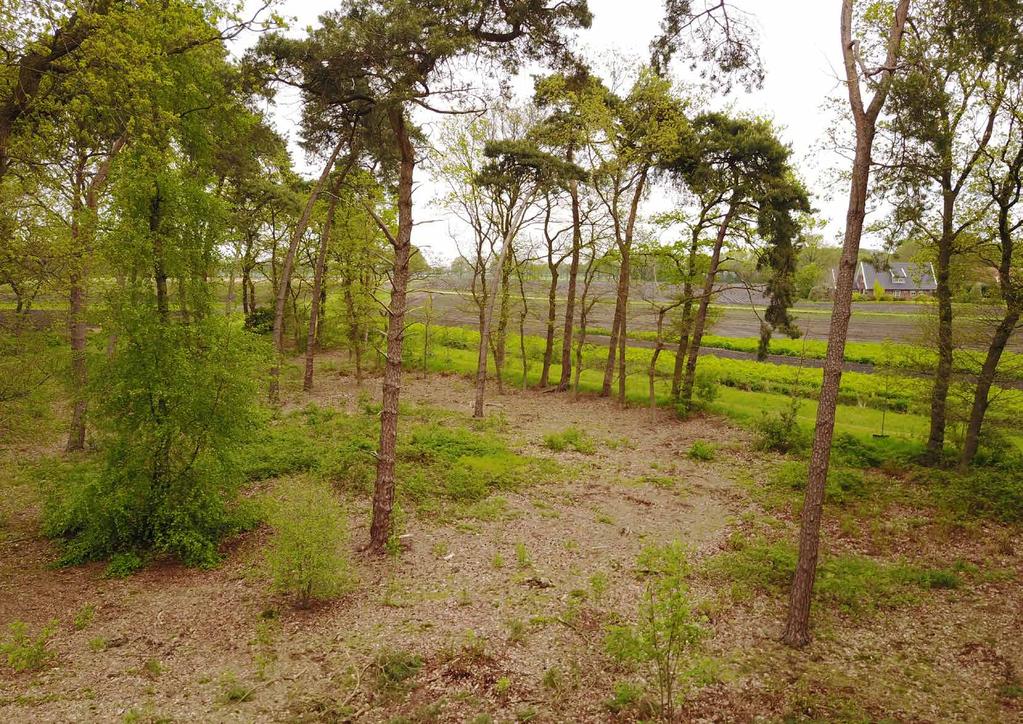 Bomen en Bossen De Bomen Om de landschappelijke kwaliteiten op Knooperf De