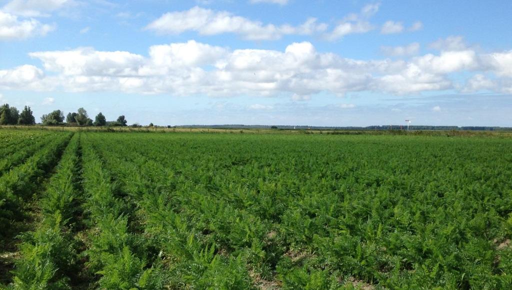 3 Agronomie en NDICEA berekeningen In het hier na volgende wordt de gewasgroei in 2016 op de verschillende percelen besproken. Het logboek van alle werkzaamheden in 2016 is te vinden in bijlage 2. 3.