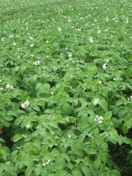 De loofontwikkeling was goed, maar de phytophthoradruk was groot door een langere natte maar warme periode eind juni. De aardappelen zijn daardoor vroegtijdig gebrand (half juli).