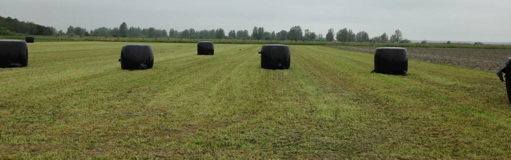 3.1.4 Perceel D Vlinderbloemigen De vlinderbloemigen zijn in 2015 na de aardappeloogst ingezaaid. Ze hebben zich goed ontwikkeld.