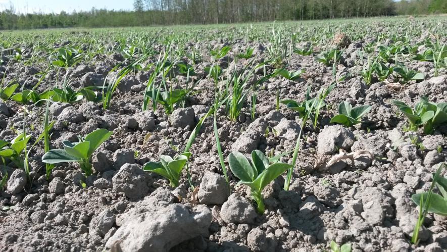 3.1.5 Perceel E Zomertarwe / veldboon De zomertarwe / veldbonden staan na pompoen in 2015. Na de oogst van de pompoenen is een graan groenbemester gezaaid.