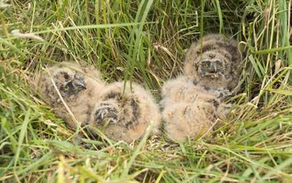 Een andere oplettende boer ontdekte het tweede nest (met toen nog twee eieren) op 20 mei.