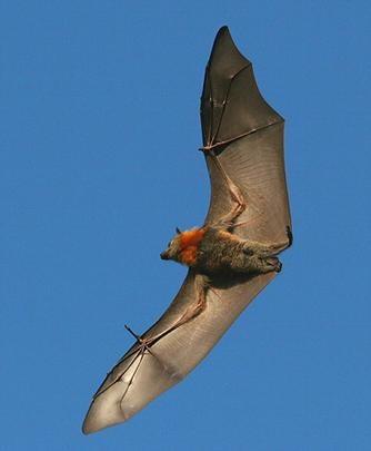 7. Vleermuisweetjes Vliegend zoogdier Vleermuizen zijn de enige vliegende zoogdieren.