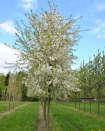 Koelreuteria paniculata