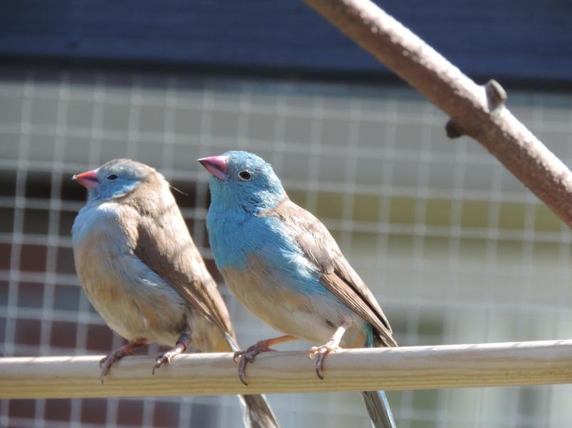 Vijfentwintig jaar geleden ben ik met deze hobby gestopt, omdat we toen van Zaltbommel naar Culemborg zijn verhuisd en er hier niet genoeg gelegenheid was om dat