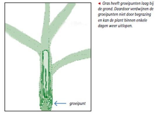 Hoofdstuk 3: Bouw en ontwikkeling 1) Wat neemt een (gras) plant uit de lucht en uit de bodem op om suikers te kunnen maken? 2) Welk gas wordt door een grasplant overdag opgenomen?