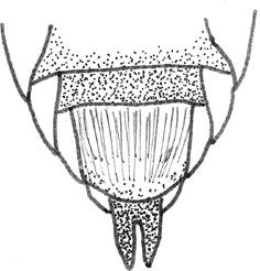 ... Chelostoma campanularum - Ruimte tussen de stekels hoogstens zo breed als een stekel. Sterniet 5 met lange dichte haarschuier die ook sterniet 6 grotendeels bedekt. 5-6 mm.