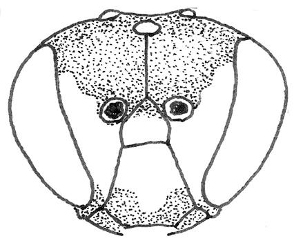 16. Tussen volgende twee soorten bestaan overgangsvormen: Labrum wit. Tergiet 1 duidelijk gepunt. Sterniet 3 vlak. 6-8 mm.... Hylaeus gibbus - Labrum voornamelijk zwart.