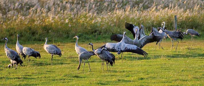 Dit is zeven keer meer dan de kosten die met het Natura 2000-gebied samenhangen. Thinkstockphotos.co.