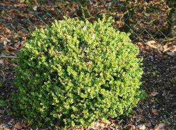 natuurlijke Buxusvakken in openbaar groen, maar ook snoeivormen