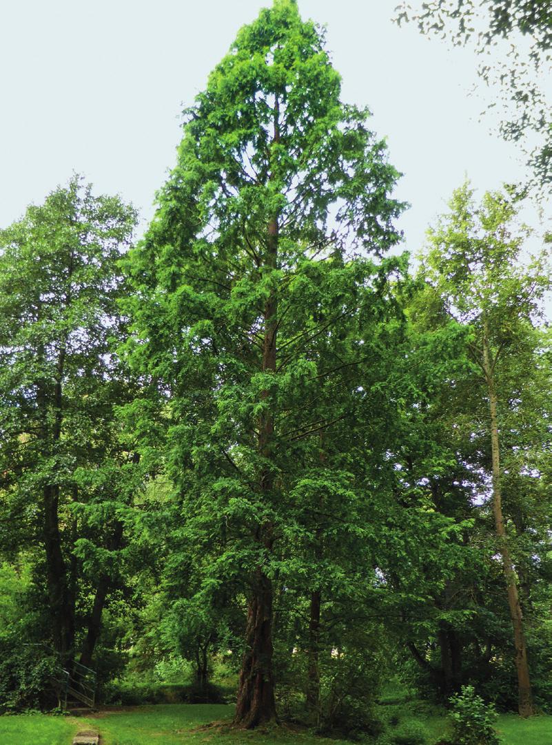 dendrologie 3 Metasequoia glyptostroboides (BD3328), de snelste groeier. Arboretum R. Lenoir, Rendeux [Ph.