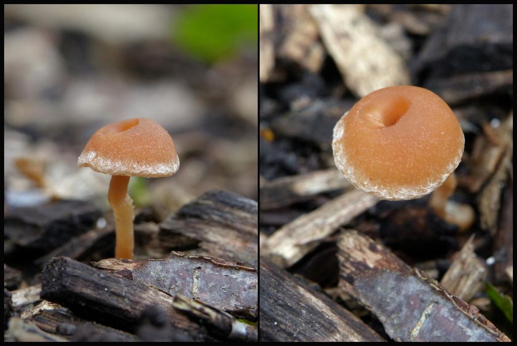 Ik heb geen idee welke paddenstoel het is. (Panasonic-Lumix) Tot slot nog weer even een link naar een zeer interessante site: http://www.floravannederland.