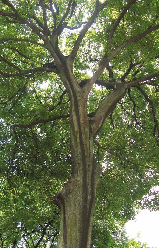 Celtis sinensis volwassen boom Hofdendroloog Jan P. Mauritz toont zich bij deze uitgave van zijn bomenfeuilleton andermaal als een traditionalist. Veel dendrologen plaatsen Celtis in de hennepfamilie.