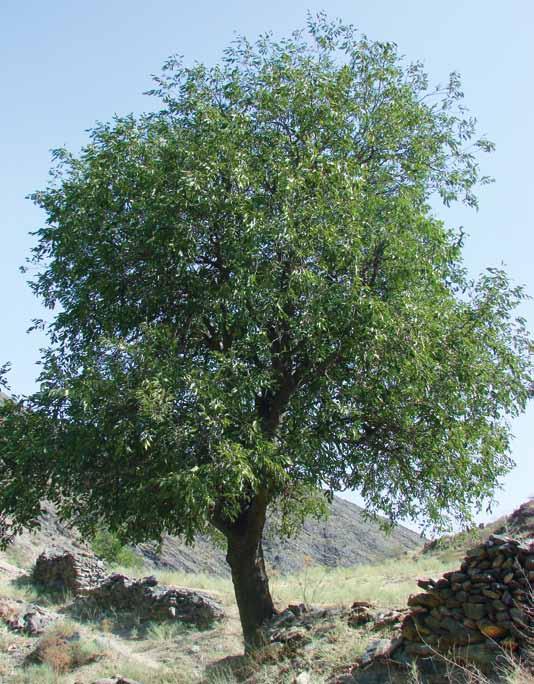 De boom is spijkerhard en een fantastische boom, die luchtverontreiniging en andere stedelijke aanslagen op zijn gezondheid glansrijk doorstaat Celtis caucasica volwassen boom met een lang