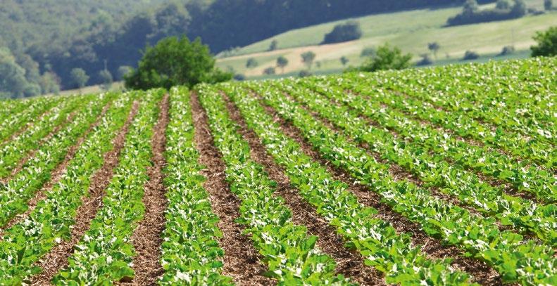 De strenge droogte heeft verschillende teelten aangetast maar de bieten hebben echter hun hachje kunnen redden.