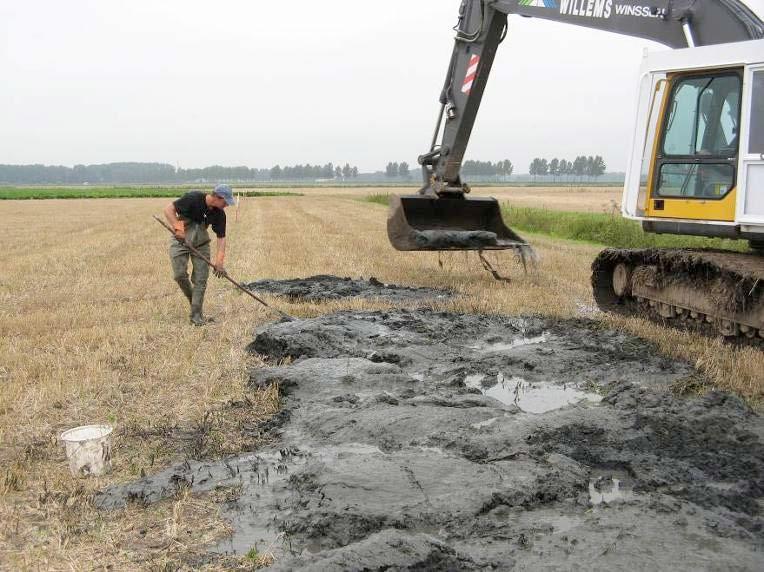 Grote Modderkruiper Misgurnus fossilis Soortenstandaard Versie 2.