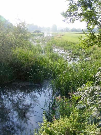 Grote Modderkruiper Misgurnus fossilis Soortenstandaard Versie 2.0 December 2014 Figuur 2: Natuurlijk habitat van de grote modderkruiper in de oude rivierarm in de Gelderse Poort (bron: RAVON).