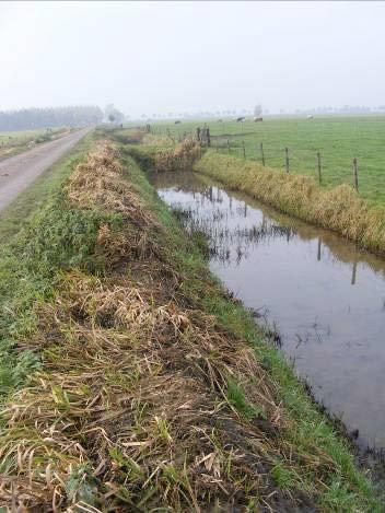 In suboptimaal habitat is de soort weinig concurrentiekrachtig, vooral in het larvale stadium. Hij komt niet in zilte wateren voor.