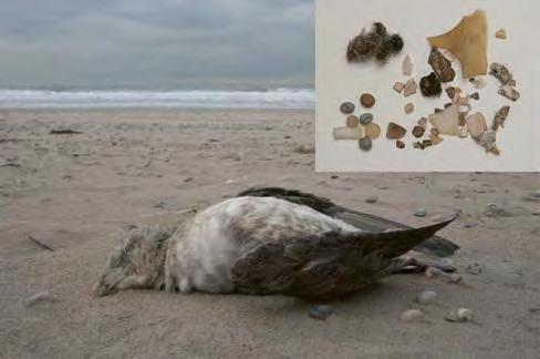 Voor de monitoring van plastic in de maag van zeevogels wordt gebruikgemaakt van aangespoelde kadavers van noordse stormvogels. De stormvogel op deze foto is op 8 januari 2009 aangespoeld op Texel.