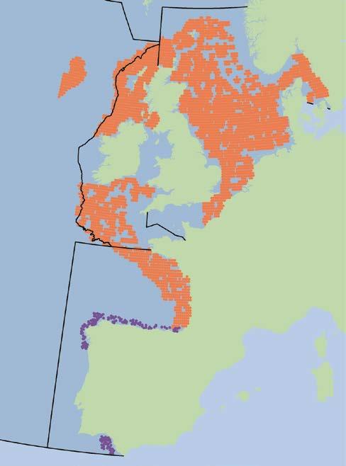 Figuur 2: Beoordelingslocaties in de Internationale Noordzee, de Keltische Zee en het oostelijk deel van de Golf van Biskaje (GOV) (oranje) en beoordeling voor vangstlocaties in het gebied van de