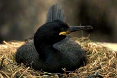 Broedsucces of broedfalen bij zeevogels (D1C3) GES Component/Criteria Goede Milieutoestand (Art 9) Nederlandse omschrijving van de GMT Broedsucces/D1C3 Voor iedere soort mag een gebrek aan