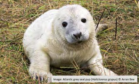 Grijze zeehond: pupproductie (D1C3) GES Component/Criteria Goede Milieutoestand (Art 9) Nederlandse omschrijving van de GMT Kernboodschap Het aantal nieuwgeboren grijze zeehonden in de internationale