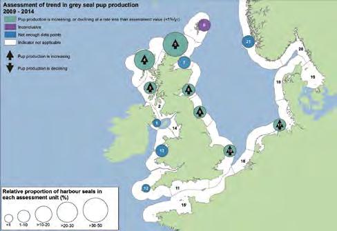 In het Nederlandse deel van de Waddenzee is de gemiddelde jaarlijkse groei in pupproductie met 9% hoger dan het criterium van maximaal 1% afname ten opzichte van de laatste beoordeling.