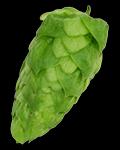 12 Hop is een plant uit de hennepfamilie, die in België vroeger ook veel geteeld werd.