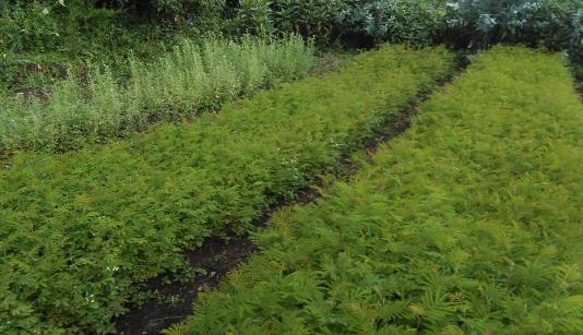 Water: Een groep van meer dan 50 personen, waaronder voorbeeldboeren en groepsleden, zijn getraind over drinkwatervoorzieningen en het beheer van natuurlijke hulpbronnen (water, bomen, etc.).