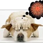 Vuurwerk en uw huisdier: geen beste vrienden 10 Tips voor huisdieren met angst voor vuurwerk Met de komende feestdagen zitten veel huisdiereneigenaars met hetzelfde probleem.