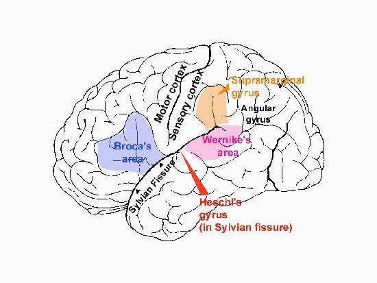 Syntaxis & Neuroimaging (1) -Broca & Wernicke Fluente/non-fluente afasie Dichotomie receptie/productie -Input