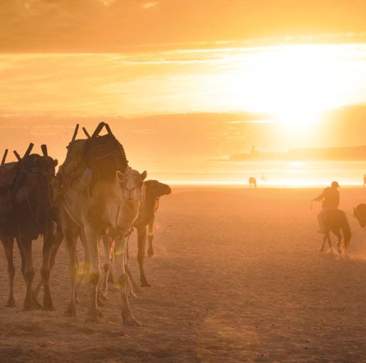 Essaouira is geliefd bij surfers, schilders, schrijvers en muzikanten. Een bezoekje aan de Sqala de la Kasbah mag zeker niet ontbreken.