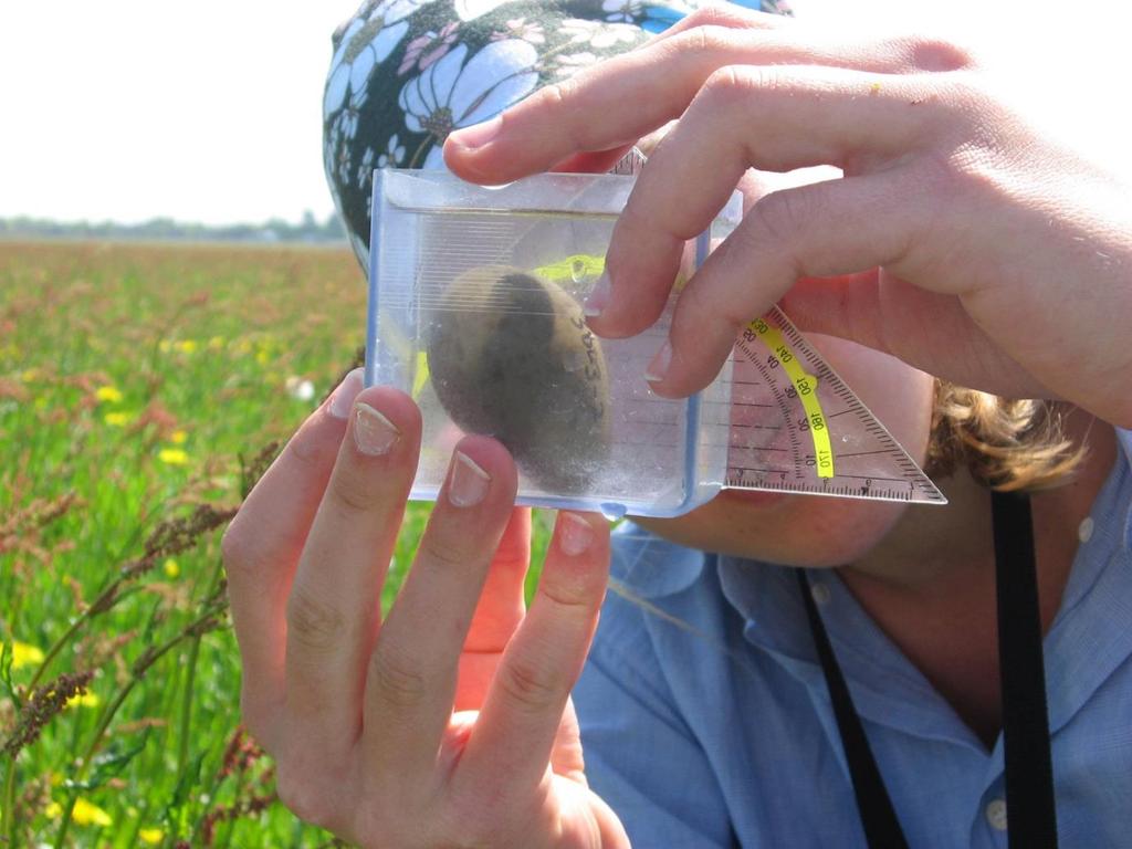 Teruggevangen kuikens die groot genoeg waren (ouder dan 10 dagen) kregen een kleurringcombinatie. Gedurende de hele periode werden zoveel mogelijk kleurringen en codevlaggen afgelezen.