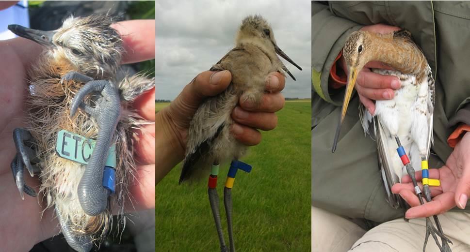 3.4. Vangsten Het is niet zo dat we elk voorjaar alleen maar proberen zo veel mogelijk vogels te vangen.