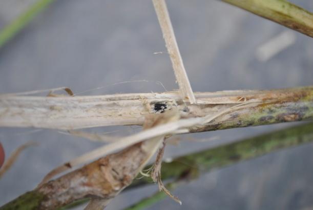 Bij het vallen van de bloemblaadjes (bij de hauwvorming, kan wel tot 3 weken duren), blijven de blaadjes kleven aan de bladeren en stengels van de plant.