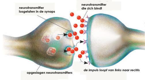 Zenuwcel/neuron. Bij het vervoeren van prikkels moet minimaal 3 x van zenuwcel gewisseld worden.