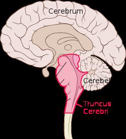 Grote hersenen= Cerebrum Kleine