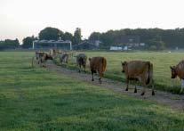 Het graan wordt op eigen bedrijf geteeld, waarna het gedorst wordt en sinds kort ook op het eigen bedrijf wordt opgeslagen.