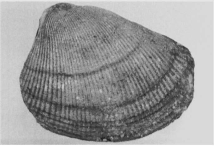 De kwetsbare parelmoerlaag ontbreekt als regel bij fossielen, maar kan bijvoorbeeld bij schelpen uit Albien-klei te Cap Blanc Nez goed bewaard zijn. Afb. 2.