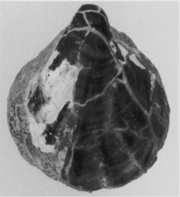 Grammotodon carinatus, vc226,l=47, die bestaat uit twee scharnierende h=26, d=22mm, fosfaatkern, dubbele kleppen welke met aan de rugzijde door parelmoer.