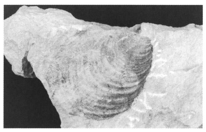 Er zijn meer dan 20.000 recente en fossiele soorten beschreven, in grootte variërend van enkele millimeters tot ruim 130 centimeter (zoals de doopvontschelp Tridacna gigas).