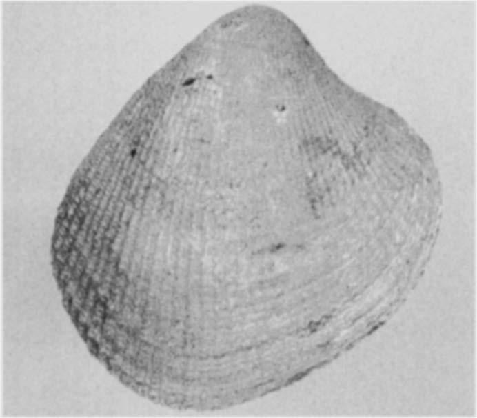 haevleini (Muller 1898), van strand- een stel tanden en gleuven die door middel vondst, Senonien. precies in elkaar passen en dat slot wordt genoemd.