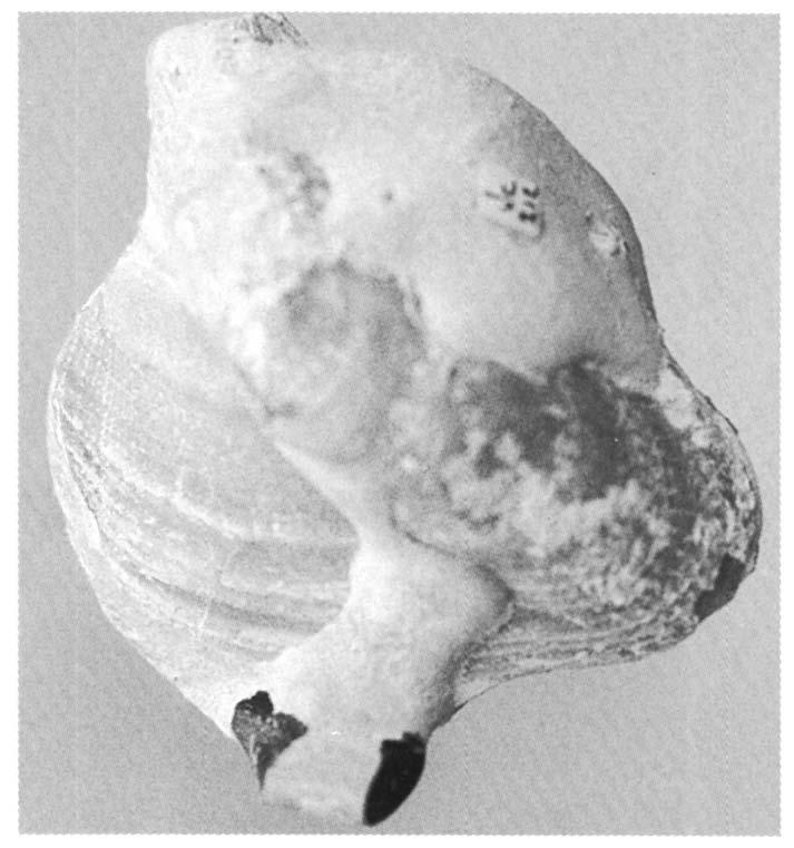 De kleppen bezitten twee gelijke sluitspierindrukken. Voorbeelden: Nucula en Grammotodon. Orde Dysodonta De tanden zijn zwak ontwikkeld, het ligament heeft een scharnierende functie.