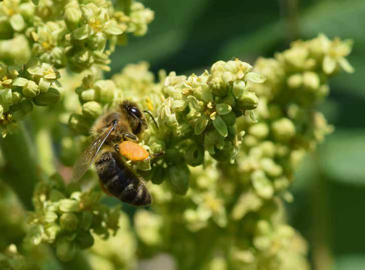 Iedere kast zijn najaarsboom De klimaatverschuiving zorgt in West- Europa voor warmere najaren en zachtere winters. De bijen zijn hierdoor langer actief en koninginnen blijven aan de leg.