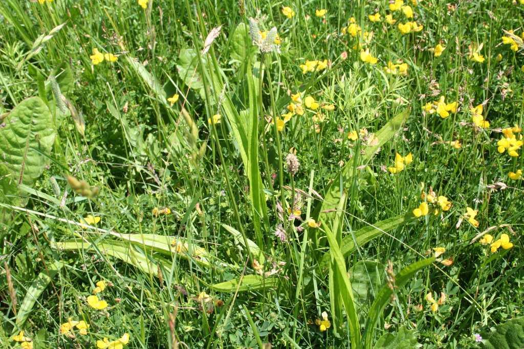 Overeenkomst in nematode gemeenschappen tussen 2 planten Zelfs in het veld heeft elke plant een unieke nematodengemeenschap 0.6 0.