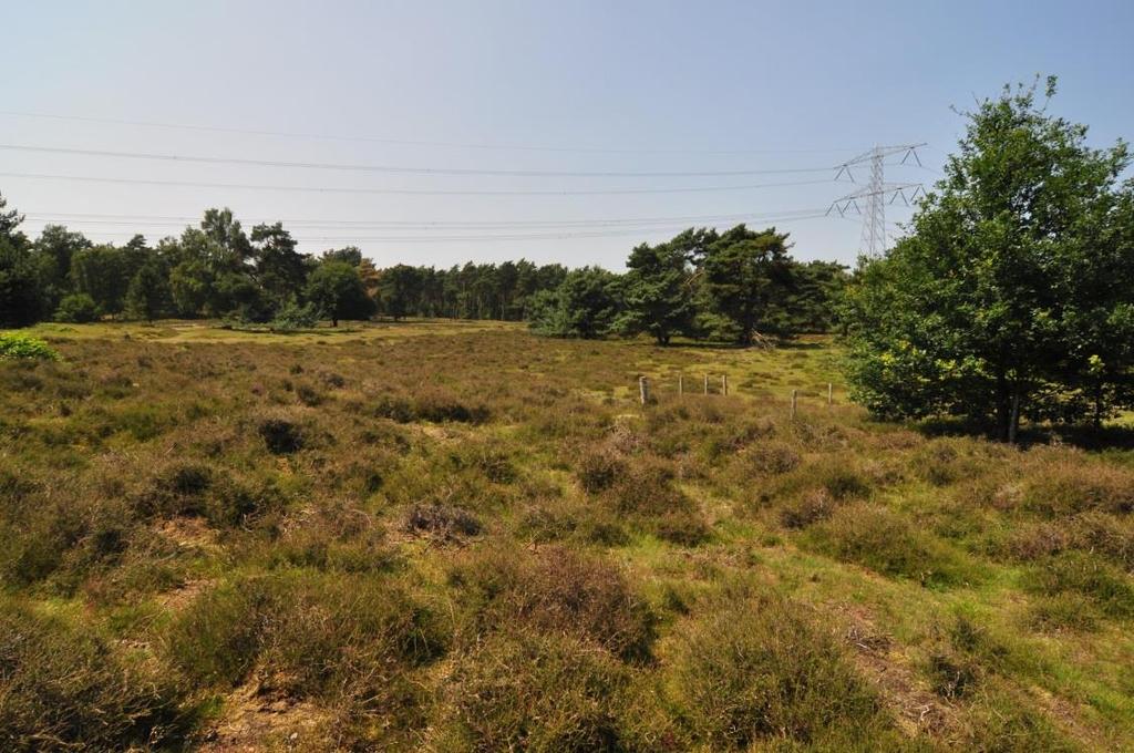 opnieuw zou plaatsvinden. De onderzoekslocatie (afbeelding 2) ligt midden op de Beegderheide in het gebied dat de Ontginning wordt genoemd.