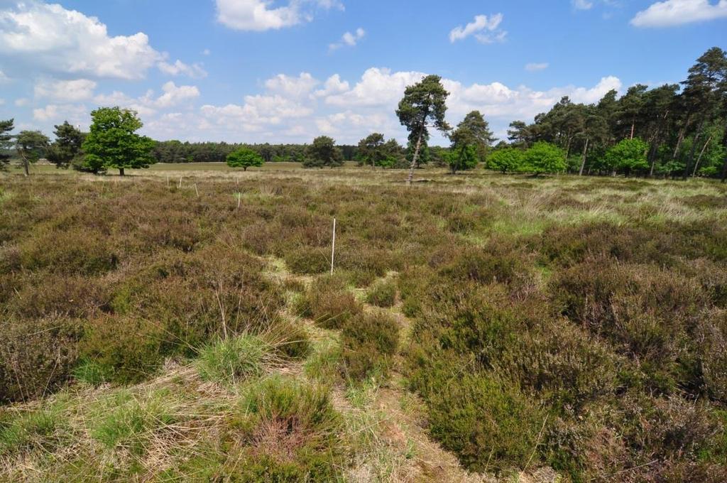 Afbeelding 4 Onderzoekslocatie op Heumensoord 3.5 MULDERSKOP Mulderskop ligt ten westen van Molenhoek net ten zuiden van Heumensoord.