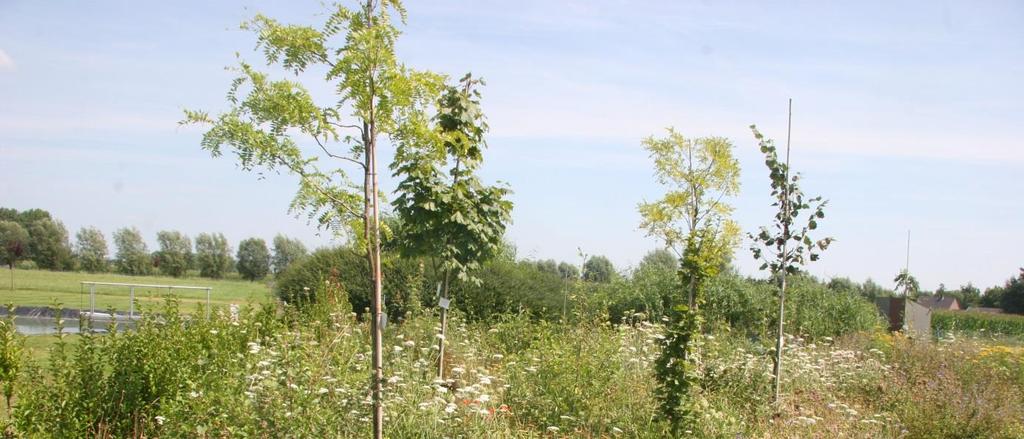 Inrichting en beheer van het buitengebied: Op basis van de beschikbare informatie omtrent waardevolle wilde bijenpopulaties, inheemse plantenpopulaties en vegetatietypes gelden specifieke