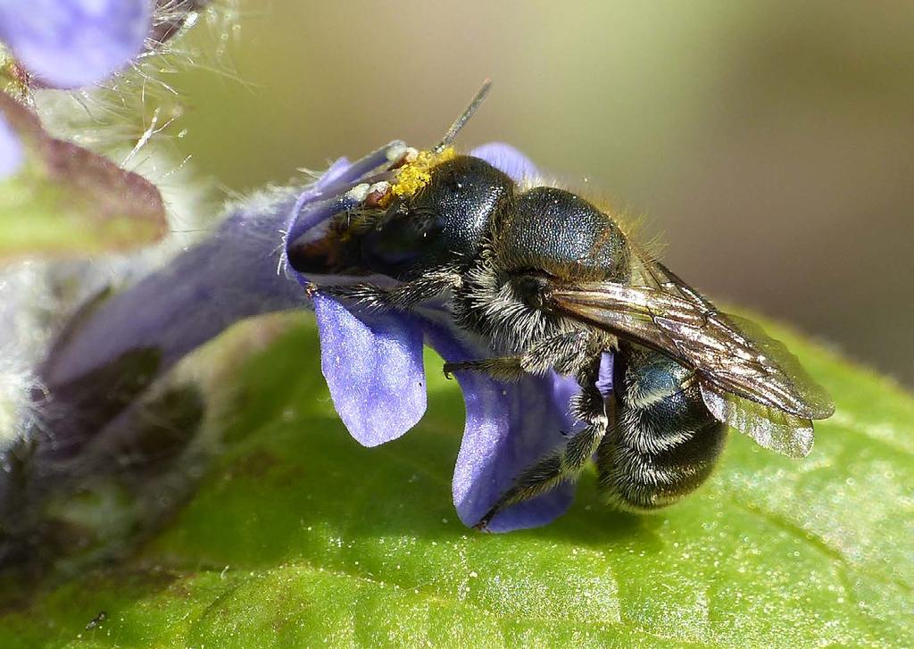 Reemer 2018 Basisrapport voor de Rode Lijst bijen Figuur 25. De blauwe metselbij (Rode Lijst: Kwetsbaar) kan een handje geholpen worden in eigen tuin.