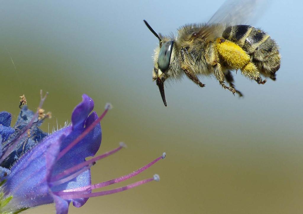 Reemer 2018 Basisrapport voor de Rode Lijst bijen Figuur 3. De kleine sachembij Anthophora bimaculata staat als Verdwenen op de Rode Lijst.